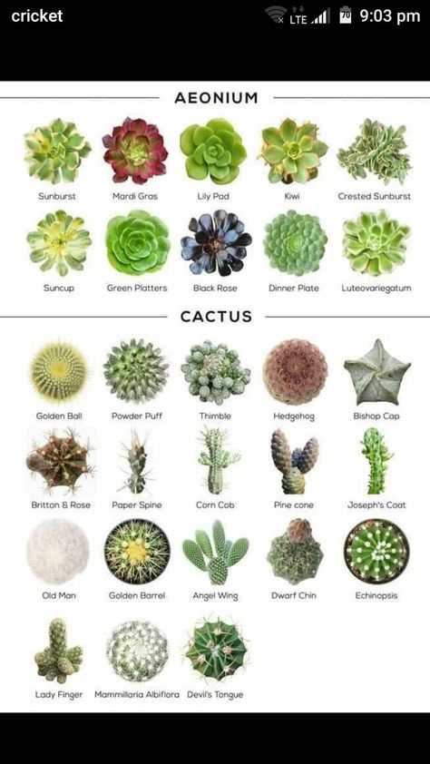 Garden Zone 9b, 9b Gardening, Zone 9b, Succulent Names, Types Of Succulents Plants, Kaktus Dan Sukulen, Succulent Garden Design, Succulent Garden Diy, Zone 9