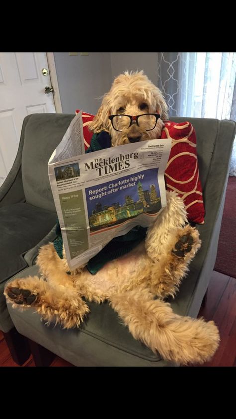 Morning newspaper time Golden Doodle Funny, Funny Golden Doodles, Funny Labradoodle, Morning Newspaper, Golden Doodles, Golden Doodle, Doodle Dog, The Editor, Cute Funny Dogs