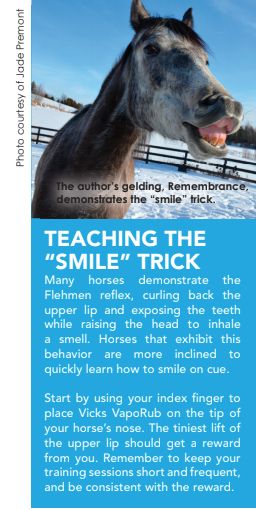 Trick training for your horse - Equine Wellness Magazine Horse Tricks Training, Horse Liberty Training, Horse Tricks, Horse Training Exercises, Horse Care Tips, Horse Exercises, Horse Info, Horse Riding Tips, Work Horses