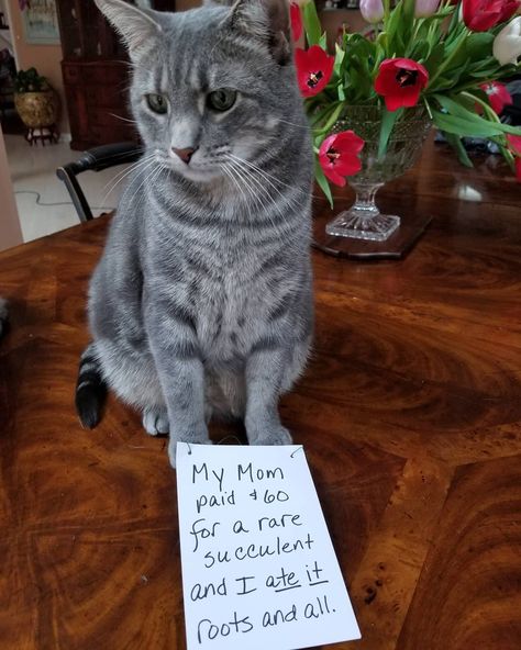 32 Of The Best Cat Shaming Pictures On The Internet -… Cat Symbolism, Cat Shaming, Break The Rules, Bad Cats, Best Cat, Rare Succulents, Animal Memes, The Rules, Cool Cats