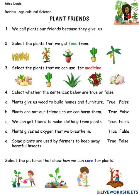 Importance Of Plants Worksheet, Uses Of Plants Worksheet, Uses Of Plants, Plant Life Cycle Worksheet, Alphabet Video, Classroom Job Chart, Plants Worksheets, Classroom Job, Worksheet For Kindergarten