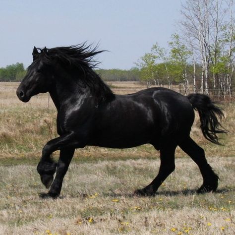 Beautiful black Percheron like Malcolm! These horses are some of the truest black I've ever seen... Black Percheron, Percheron Horse, Percheron Horses, Draft Horse, Northern France, Big Horses, Black Horses, Friesian Horse, Majestic Horse