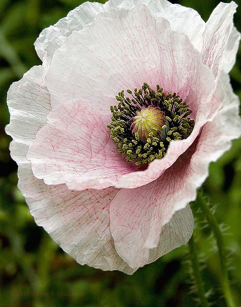 Sure, red poppies are great...but look at this WHITE one! Types Of Poppies, Poppy Flower Colors, White Poppies Painting, Poppy Flower Photo, Red Poppy Flower Aesthetic, Growing Poppies, Iceland Poppy, Iceland Poppy Flower, Pink Poppy