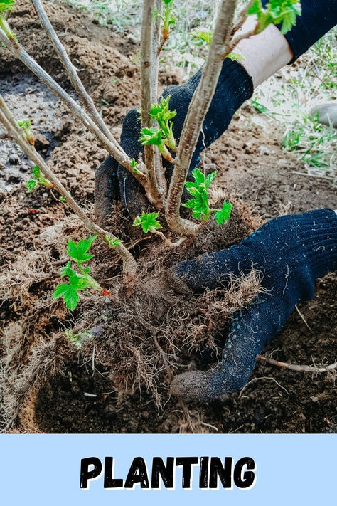 Complete Guide to Growing Currants and Gooseberries: Planting, Care, Harvesting, & More! Growing Currants, How To Grow Gooseberries, Gooseberry Plant, Forest Nursery, Food Forest, Planting, Highlights, Nursery, Forest