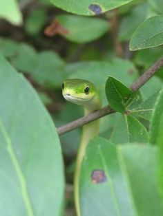 Adorable rough green snake Svsss Aesthetic, Tree Frog Habitat, Rough Green Snake, Inked Drawings, Snake Breeds, Frog Habitat, Snake Green, Danger Noodles, Green Tree Frog