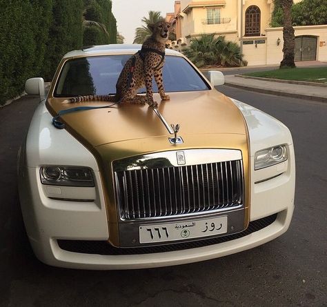 Goals Auto Rolls Royce, Happy Inspiration, Luxury Cars Rolls Royce, Luxurious Cars, Glamour Style, Lux Cars, White Car, Best Luxury Cars, Fancy Cars