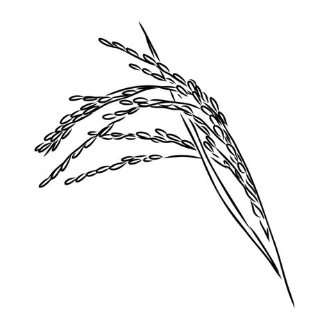 Rice Drawing Easy, Rice Drawing, Rice Plant, Plant Vector, Vector Sketch, Plant Drawing, Drawing Easy, Easy Drawing, All About Plants