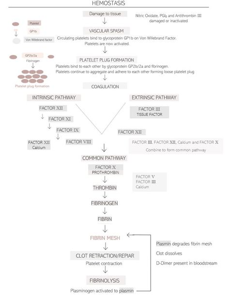 Concept Mapping Nursing, Coagulation Factors, Hemostasis Notes, Nursing Pathophysiology Concept Maps, Tetralogy Of Fallot Nursing, Medical Learning, Coagulation Cascade, Ulnar Nerve, Medical Notes