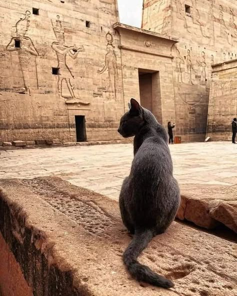 Cat Egyptian, Goddess Of Protection, Egyptian Mau Cat, Mau Cat, Egypt Cat, Egyptian Aesthetic, Ancient Egyptian Deities, Egyptian Temple, Spiritual Animal