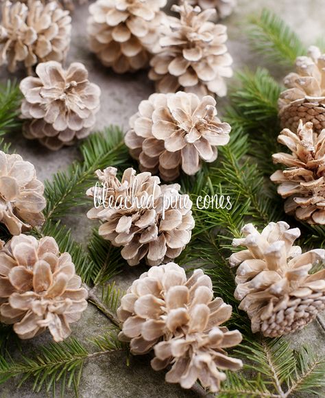 DIY Bleached Pine Cones Bleach Pinecones, Bleached Pine, Diy Angels, Pinecone Ornaments, Pine Cone Decorations, Cones Crafts, Pine Cone Crafts, Natural Christmas, Christmas Things