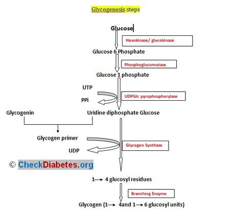 Glycogenesis - the formation of glycogen from sugar Glycogen Metabolism, Cell Metabolism, Mcat Prep, Clinical Chemistry, Pre Med Student, Pharmacy School, Biology Lessons, Biology Notes, Photos For Profile Picture