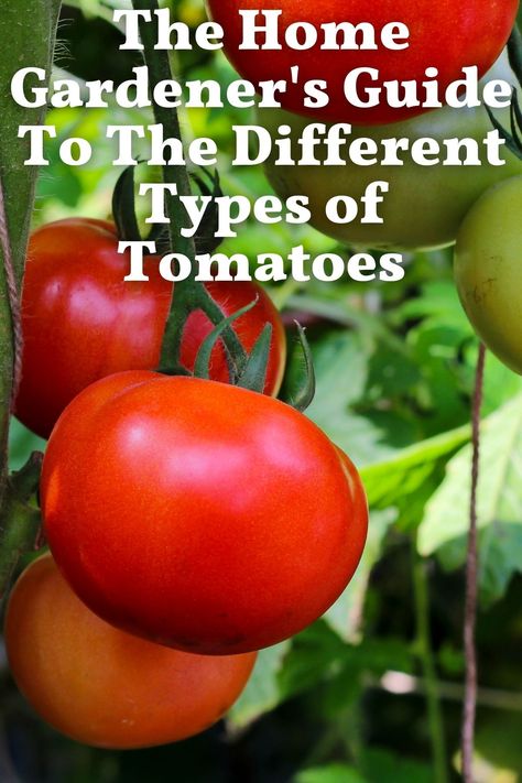 Types Of Tomatoes To Grow, Tomato Types, Different Types Of Tomatoes, Tomato Variety Chart, Tomato Varieties Chart, Tomato Varieties, Tomato Diseases Fruit, Types Of Climbing, Heirloom Tomatoes Varieties