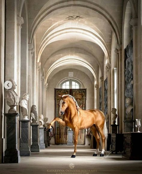 In the Hall of the Mountain King.  Greig Lusitano Stallion, Horse Inspiration, Beautiful Arabian Horses, Andalusian Horse, Horse Aesthetic, Black Horses, Friesian Horse, Most Beautiful Animals, All The Pretty Horses