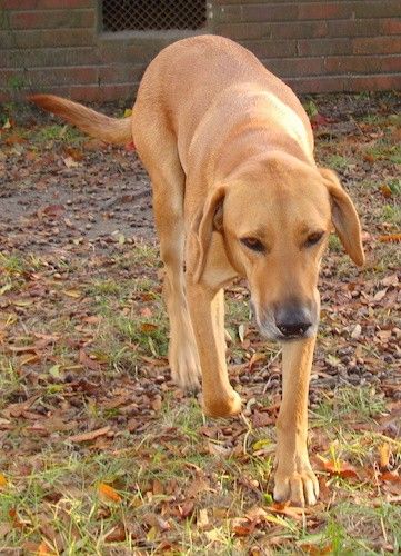 Red Tick Coonhound, Mix Breed Dogs, English Foxhound, English Coonhound, Blue Tick, Great Dane Mix, Walker Coonhound, Treeing Walker Coonhound, Redbone Coonhound