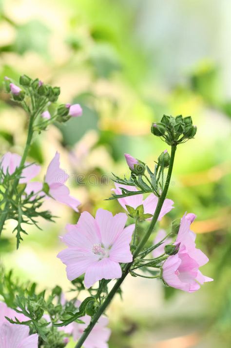 Pink Malva Moschata (Musk Mallow) Flowers on Flower Bed. Delicate pink malva mos , #Sponsored, #Flower, #Flowers, #Bed, #pink, #Delicate #ad Malva Flower Tattoo, Musk Mallow Flower, Malva Flower, Malva Moschata, Musk Mallow, Pink Perennials, Garden Tattoos, Mallow Flower, Garden Hedges