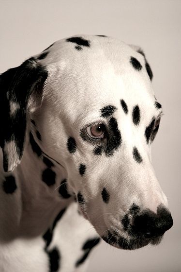 Dog Dalmatian, Michael Angelo, Dogs Photography, 101 Dalmations, Reactive Dog, Spotted Dog, Dalmatian Puppy, Dalmatian Dog, Dalmatian Dogs