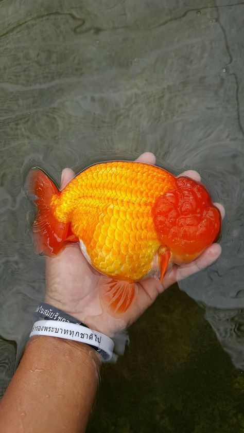 Lion Head Goldfish, Fat Goldfish, Ranchu Fish, Ryukin Goldfish, Comet Goldfish, Goldfish Types, Goldfish Aquarium, Fancy Goldfish, Goldfish Pond