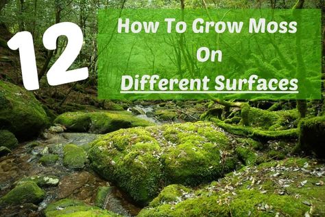 Grow Moss On Rocks, Grow Moss On Concrete, How To Dry Moss, How To Grow Moss On Anything, How To Grow Moss Indoors, How To Make Moss, How To Grow Moss, Stenciled Fence, Moss Garden Outdoor