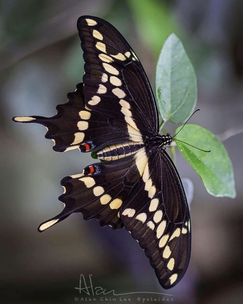 Butterfly (Papilio cresphontes).  Photo:  Alan Chin Lee. Giant Swallowtail Butterfly, Giant Swallowtail, Swallowtail Butterflies, Swallowtail Butterfly, Ocean Creatures, A Butterfly, Central America, Time Of The Year, Moth