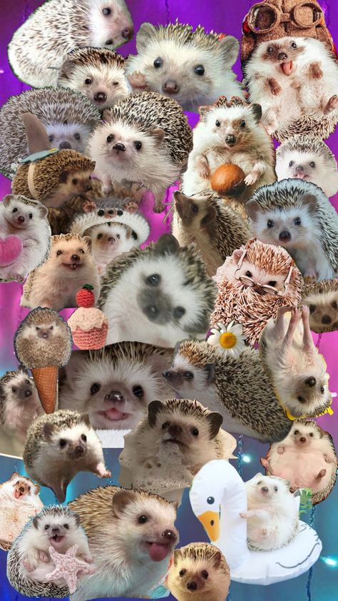 🦔💖 #cute #hedgehog #animal #favanimal Hedgehog Animal, Cute Hedgehog, Hedgehogs, My Vibe, Cute Animals, Tea, Collage, Animals, Pins