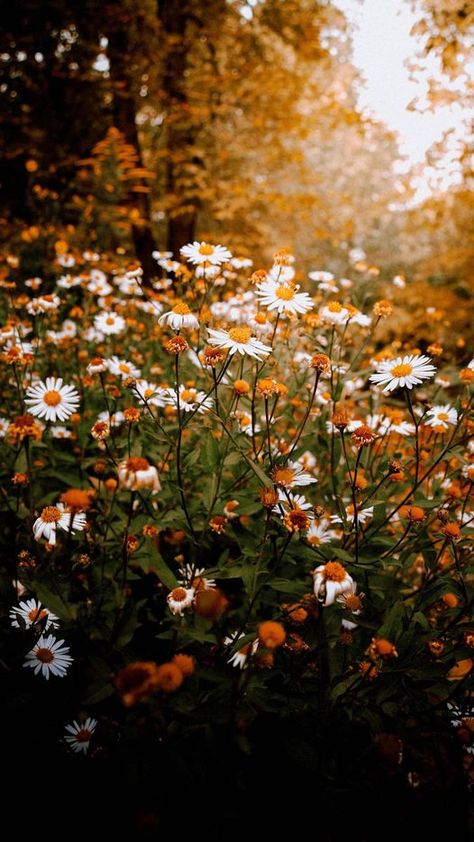 Chamomile Wallpaper, Brown Aesthetics, Autumn Dark, Favorite Aesthetic, Wallpapers Phone, Ipad Wallpapers, Lovely Flowers Wallpaper, Sunflower Wallpaper, Nothing But Flowers