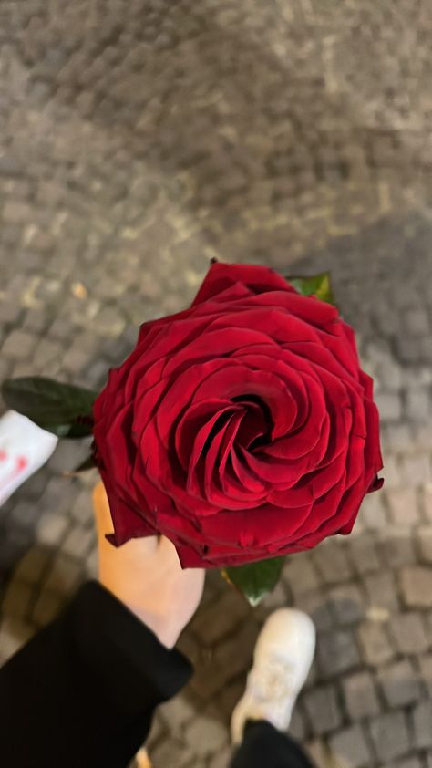 Diy Rose Bouquet, Rose Flower Photos, Red Roses Wallpaper, Dark Red Roses, Good Morning Roses, Flowers Photography Wallpaper, Nature Instagram, Diy Roses, Pretty Star