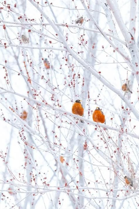 <3 | It's a beautiful world National Geographic Photo Contest, National Geographic Photography, Waiting For Spring, Spring Photos, Photography Contests, Winter Beauty, Winter Wonder, National Geographic Photos, Small Birds