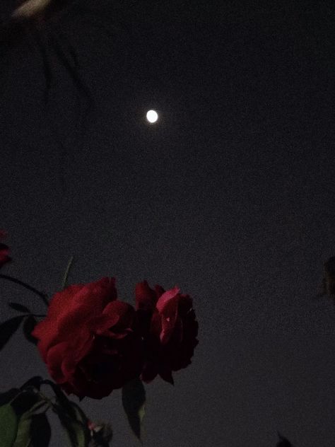 Moon, Rose, dark aesthetic One Red Rose Aesthetic, Rose Flower Aesthetic Dark, Withered Rose Aesthetic, Dark Roses Aesthetic, Roses Dark Aesthetic, Rose Petals Aesthetic, Rose Aesthetic Dark, Dark Rose Aesthetic, Dark Flowers Aesthetic