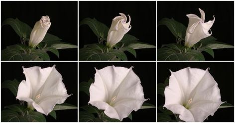 Time Lapse Photo, Concertina Book, Nature Film, Light Spectrum, Time Lapse Photography, Still Frame, Plant Print, Plant Growth, Full Spectrum