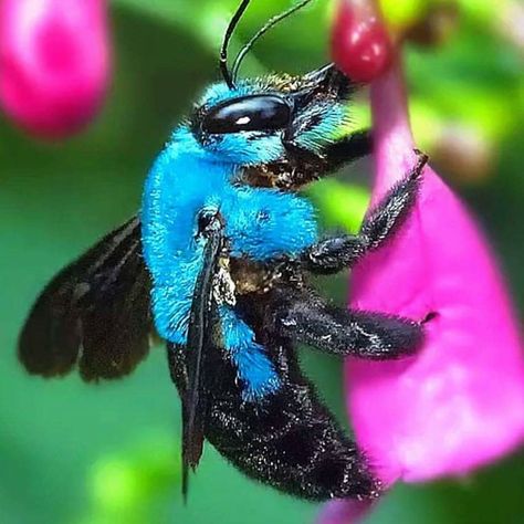 @adelaidebeesanctuary The blue carpenter bee, is a species of carpenter bee found in . It gets its common name by its habit of burrowing… Blue Carpenter Bee, Macro Fotografia, Regard Animal, Cool Insects, Carpenter Bee, I Love Bees, Bees And Wasps, Cool Bugs, Beautiful Bugs