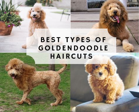 Come see the best types of Goldendoodle Haircuts. We show you all different types of haircuts including the Teddy Bear Cut, Lion Cut, Lamb Cut, and more! Bernedoodle Grooming, Micro Goldendoodle, Labradoodle Grooming, Goldendoodle Names, Goldendoodle Black, Goldendoodle Haircuts, Goldendoodle Grooming, Lamb Cuts, Puppy Haircut