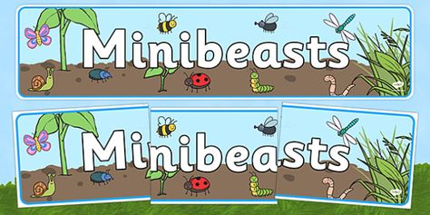 Minibeast Display Banner - Banner, Minibeasts, Display, Topic, Foundation stage, knowledge and understanding of the world, investigation, living things, snail, bee, ladybird, butterfly, spider, caterpillar Minibeasts Display, Minibeast Display, Role Play Areas, Display Banners, Primary Resources, Free Teaching Resources, The Very Hungry Caterpillar, Felt Board, Activities Ideas