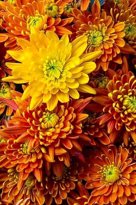 Chrysanthemum Flower, Italian Pottery, Bouquet Arrangements, Flower Art Images, Colour Orange, Autumn Scenery, Beautiful Flower Arrangements, Favorite Season, Autumn Garden