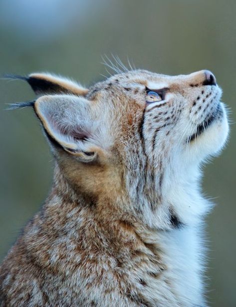 This is a very beautiful lynx! Lynx Side Profile, Eurasian Lynx Cat, Lynx Reference, Linx Cat, Lynx Drawing, Lynx Therian, Lynx Cat, Lynx Lynx, Eurasian Lynx