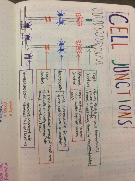 Cell junctions Cell Junctions Notes, Cell Physiology Notes, Cell Junctions, Cell Junction, Cell Biology Notes, A And P, Nervous System Anatomy, Anatomy Notes, Nurse Notes