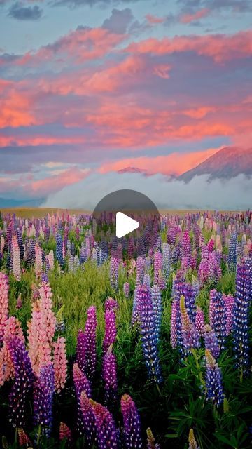 2.4M views · 796K likes | Kyle Kotajarvi on Instagram: "Lupine season in New Zealand is still looking magical 🪻🙏🏻 This was my view a few nights ago up near Lake Tekapo on an absolutely perfect evening watching the clouds pour into the Mackenzie Basin. Simply stunning." Spikey Flowers, December 19, The Clouds, New Zealand, Lake, Flowers, Travel, On Instagram, Instagram