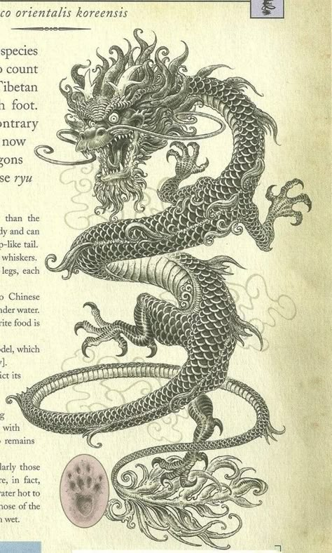 Dragon Spiral Tattoo, Medevil Dragon Tattoo, Korean Dragon Art, Mystical Dragon Tattoo, Vietnamese Dragon Tattoo, Japanese Dragon Illustration, Japanese Dragon Art, Ancient Chinese Dragon, Chinese Dragon Head