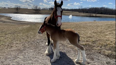 The making of a Budweiser Clydesdale Budweiser Horses, Budweiser Girls, Budweiser Horses Clydesdale, Budweiser Crewneck, Budweiser Commercial, Budweiser Clydesdales, Super Bowl Commercials, Warm Springs, Baby Coat