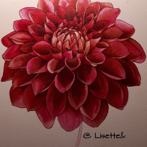 Red Dahlia. Painting made of watercolors. Dahlia Painting Watercolors, Dalia Painting, Dahlias Painting, Dahlia Flower Drawing, Delilah Flower, Dahlia Painting, Stitching Flowers, Pencil Flowers, Red Dahlia