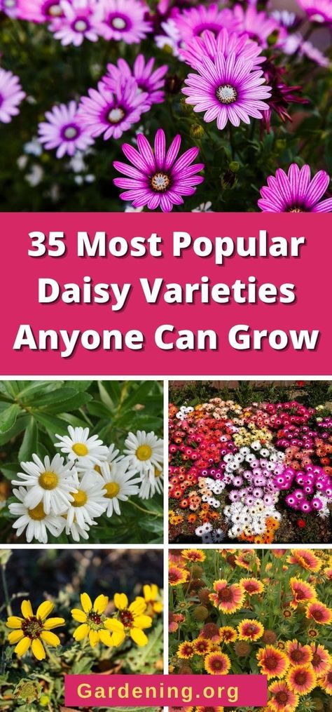 Different Color Daisies, English Daisy Perennials, Types Of Daisy Flowers, Daisy Like Flowers, Daisy Landscaping, Daisy Varieties, Daisy Types, Growing Daisies, Types Of Daisies