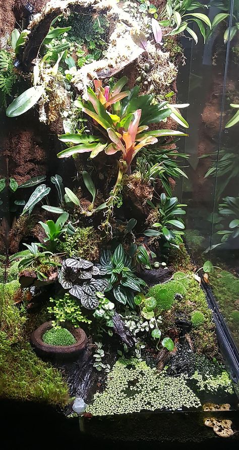 INTERVIEW: Orchids, Dart Frogs and Tiny Fishes, Part 3 - AMAZONAS Magazine Dart Frog Terrarium, Tree Frog Terrarium, Dart Frog Vivarium, Bioactive Vivarium, Frog Habitat, Orchid Terrarium, Frog Terrarium, Dart Frogs, Fish Tank Terrarium