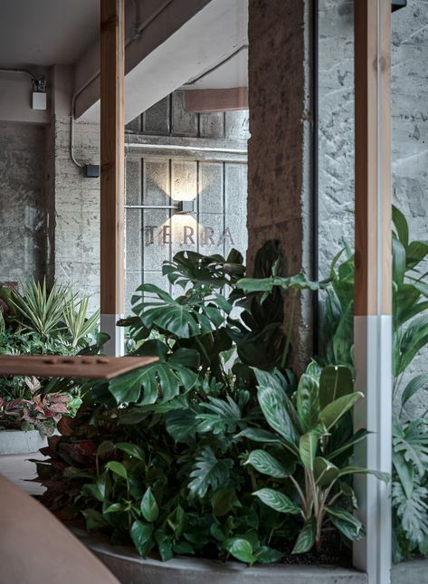 Cafe Plants Interiors, Cafe Plants, Indoor Tropical Plants, Landscape Design Drawings, Cafe Concept, Planter Design, Street Furniture, Plant Design, Facade Design