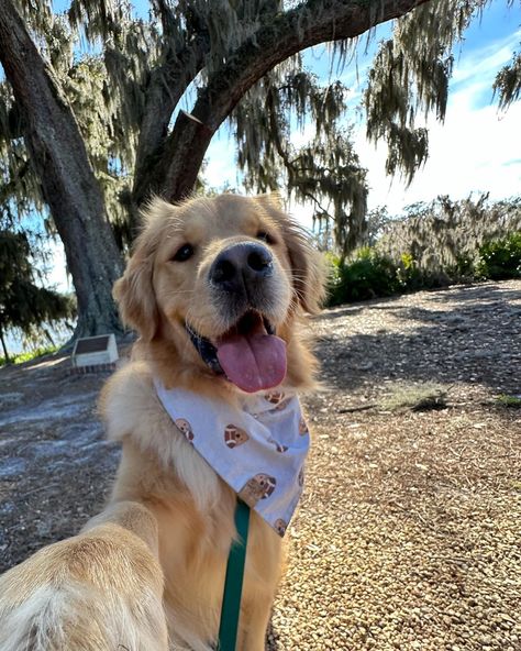 Spent our Sunday exploring the very dog friendly Downtown Winter Garden 🌞 Which selfie is your favorite? Peep the grinch foot in picture 2😂😂😂 🍩🍩🍩🍩🍩 #goldenretriever #dogfriendly #dogselfies #dogsofinstagram #happydog #dogfriendlyflorida #dog Cute Dogs Images, Cute Animals Puppies, Cute Dog Photos, Summer Dog, Super Cute Animals, Silly Dogs, Cute Animals Images, Pet Life, Cute Dogs And Puppies