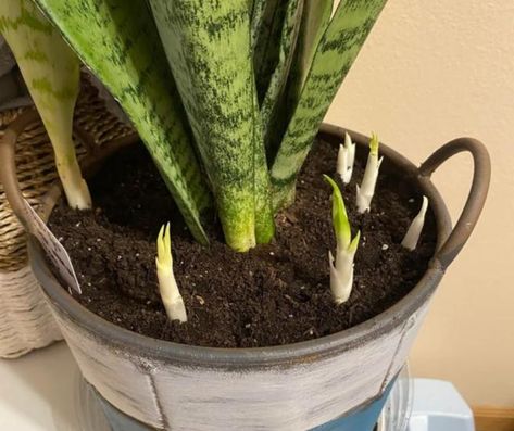 How To Force a Snake Plant to Produce Pups for Unlimited Sansevierias Inside House Plants, Snake Plant Indoor, Snake Plant Propagation, Snake Plant Care, Grandma's Recipes, Sansevieria Plant, Household Plants, Plant Care Houseplant, Inside Plants