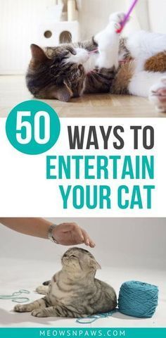 Cat Bored, Cats Printable, Cat Entertainment, Cat Tent, Cat Grass, Cat Hacks, Cat Care Tips, Cat Training, Cat Facts