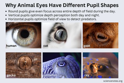 Pupil Shapes, Pupils Eye, Reptile Eyes, Cat Pupils, Eye Pupil, Creature Creation, Iris Eye, Pallas's Cat, Cat Info