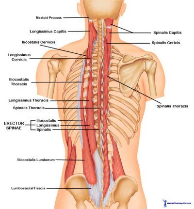 Understanding Erector Spinae: The Intermediate Intrinsic Muscles of the Back Erector Spinae, Muscles, Anatomy