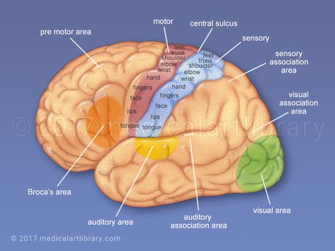 Cerebral Cortex - Functional Areas - Medical Art Library @ilovemygoattote.com #brain #nervoussystem #rightbrain #leftbrain #rehabilitation #mentalhealth Wernicke's Area, Secret Stories, Brain Based Learning, Reading Phonics, Sensory Input, Sensory Motor, Cerebral Cortex, Frontal Lobe, Brain Facts