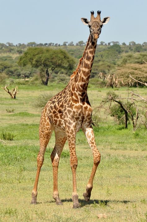 Wallpaper Giraffe, South African Animals, Giraffe Photography, Magical Animals, Animals Giraffe, Animal Photography Wildlife, Giraffe Pictures, Tattoo Animal, Animation Anime