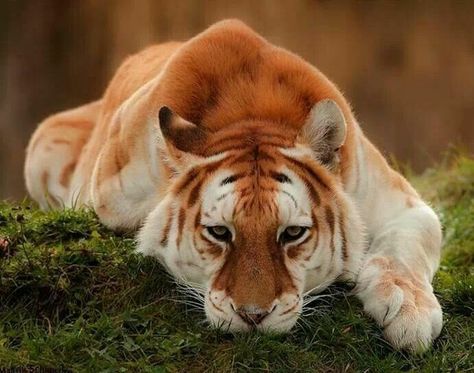 Golden Tiger, Animal Study, Pretty Animals, Majestic Animals, A Tiger, Cute Wild Animals, Animals Images, Pretty Cats, Cute Little Animals